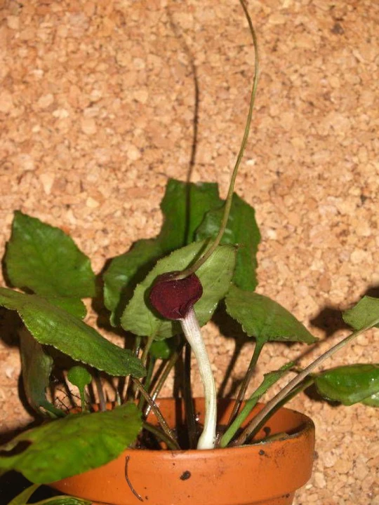 Cryptocoryne longicauda