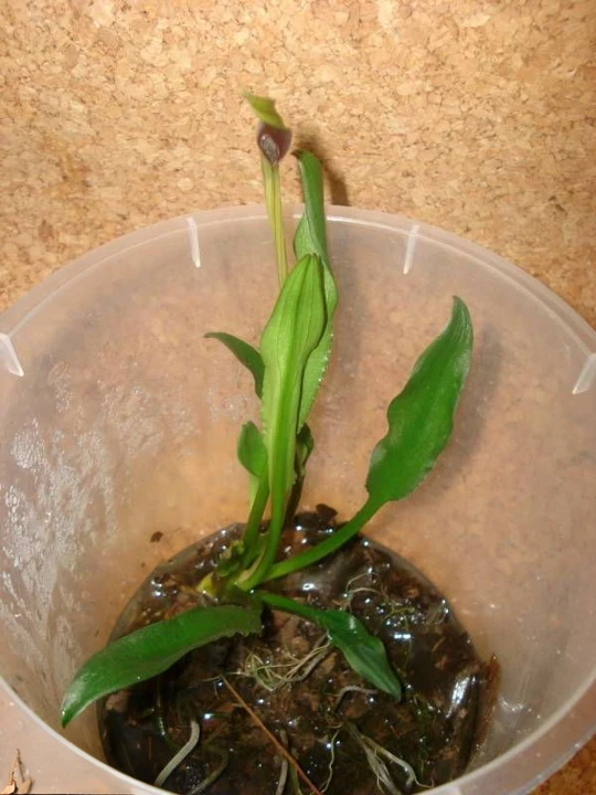 Cryptocoryne nevillii