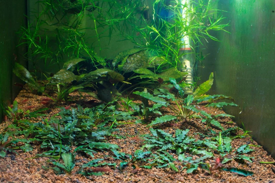 Cryptocoryne palawanensis