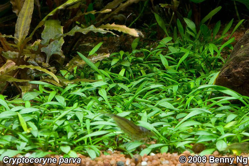 Cryptocoryne parva