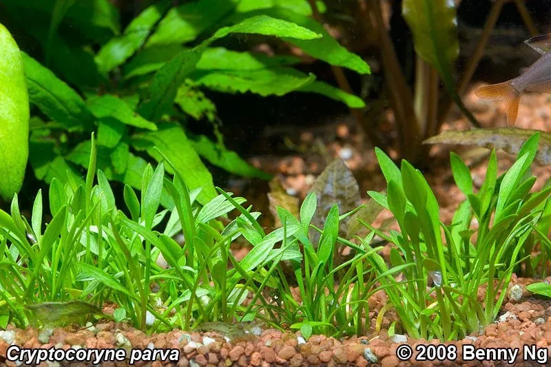 Cryptocoryne parva
