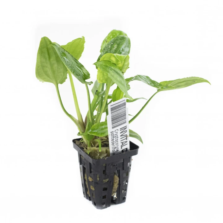 Cryptocoryne pontederiifolia