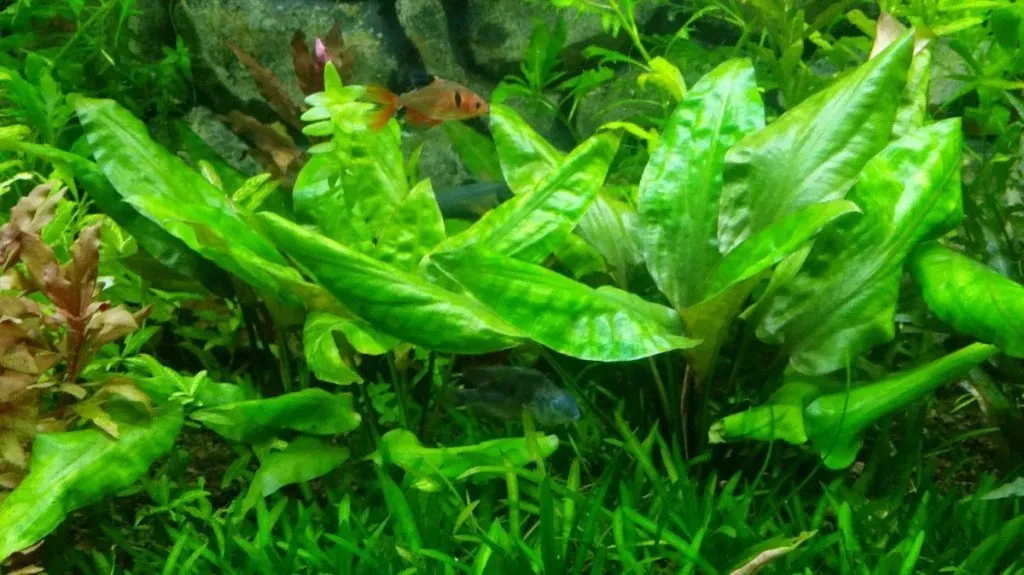 Cryptocoryne pontederiifolia