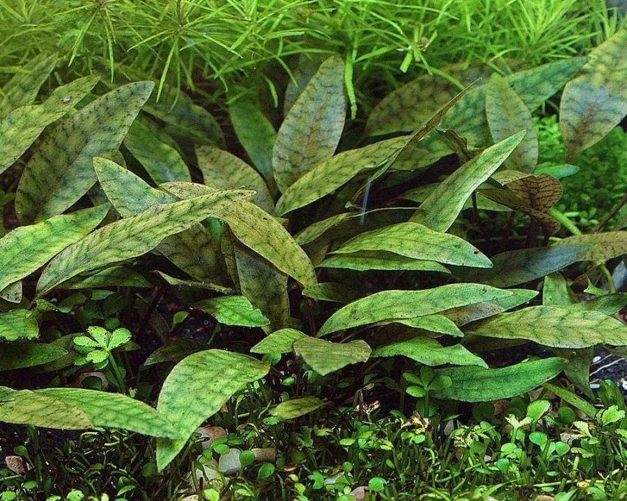 Cryptocoryne × purpurea