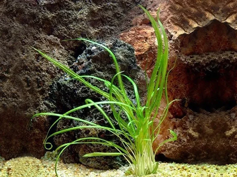 Cryptocoryne retrospiralis