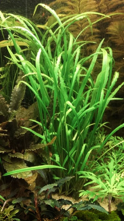 Cryptocoryne spiralis var. caudigera