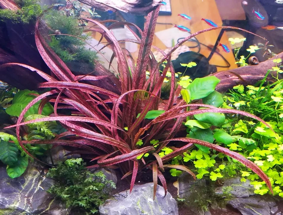 Cryptocoryne spiralis var. spiralis