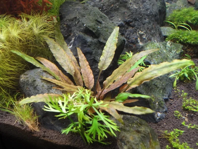 Cryptocoryne undulata 'Broad Leaves'