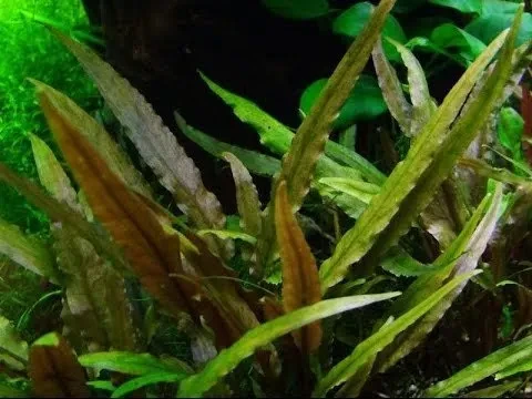 Cryptocoryne undulata