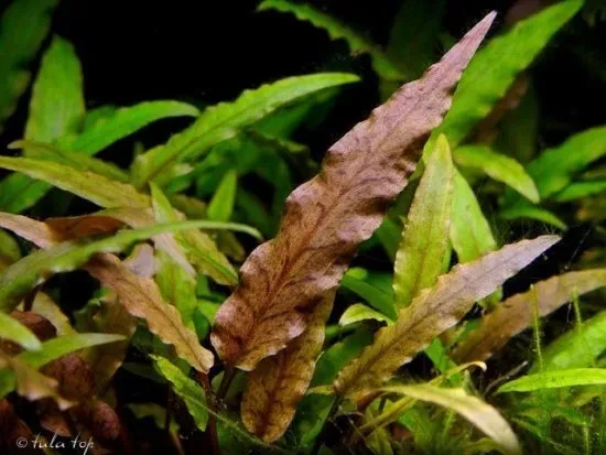 Cryptocoryne undulata