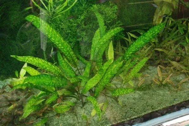 Cryptocoryne usteriana