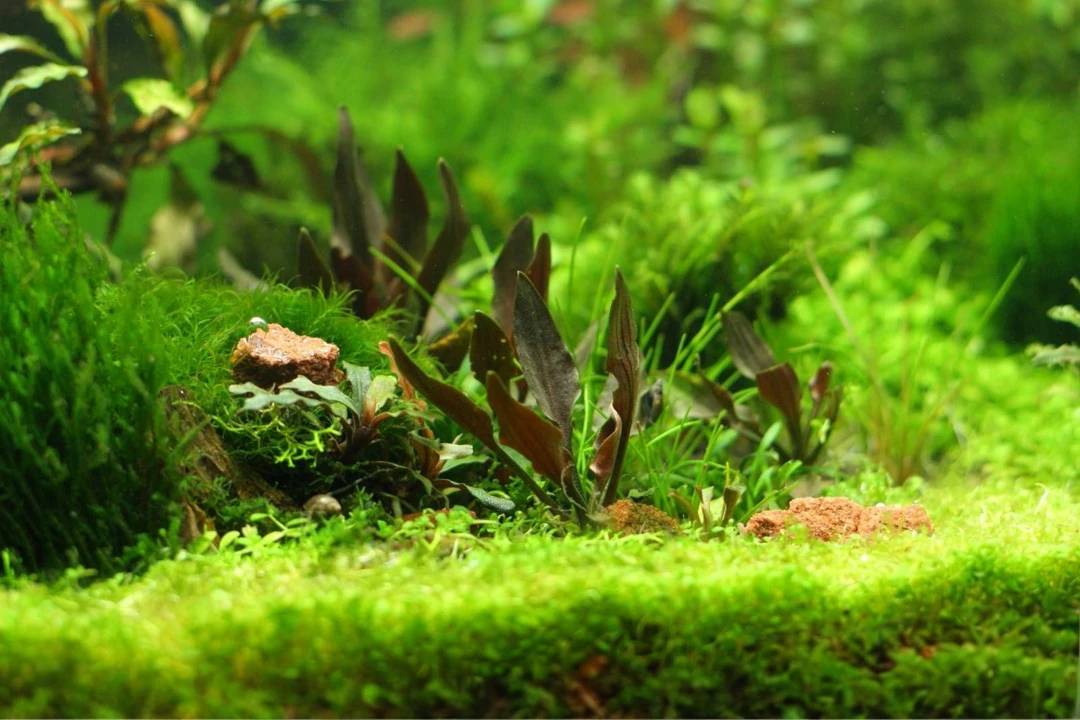 Cryptocoryne walkeri 'Hobbit'