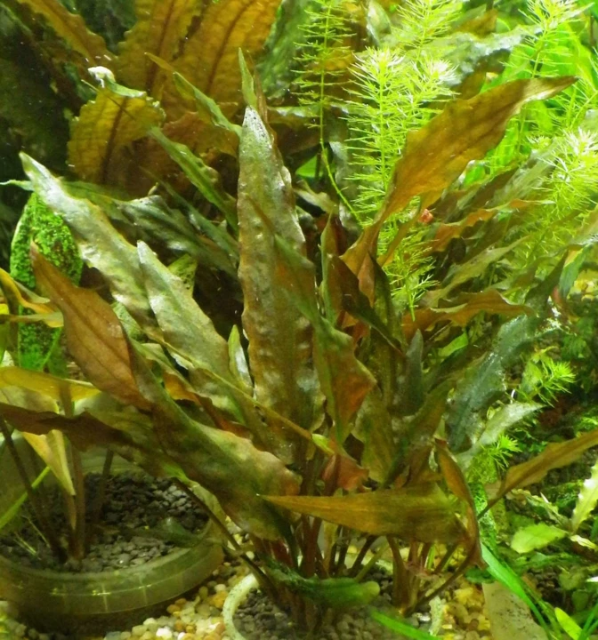 Cryptocoryne walkeri "legroi"