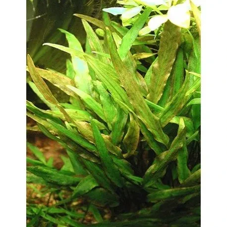Cryptocoryne walkeri "lutea"
