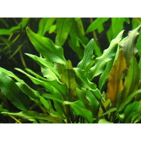 Cryptocoryne walkeri "lutea"