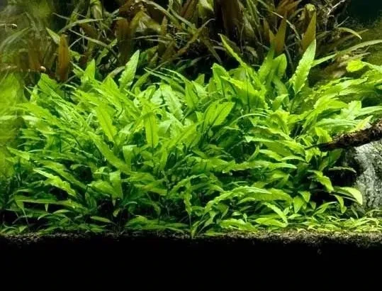 Cryptocoryne walkeri "lutea"
