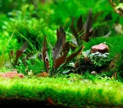 Cryptocoryne walkeri