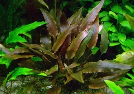 Cryptocoryne walkeri
