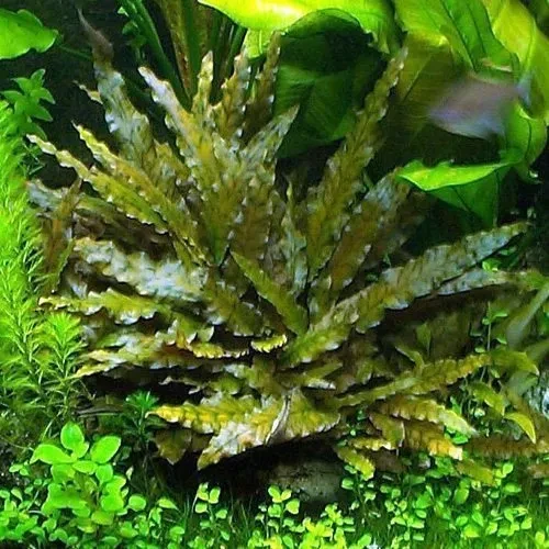 Cryptocoryne wendtii ''braun''