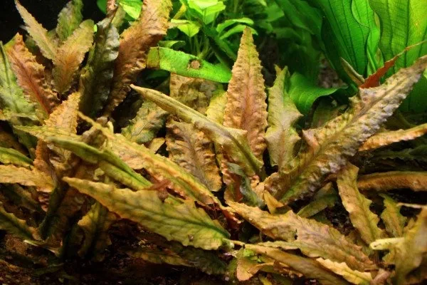 Cryptocoryne wendtii ''braun''