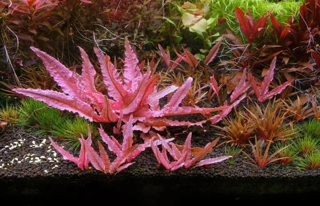 Cryptocoryne wendtii 'Flamingo'