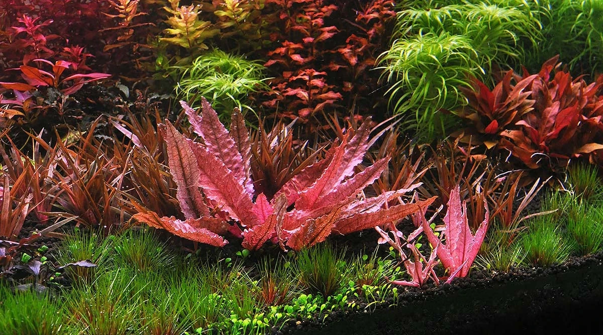 Cryptocoryne wendtii 'Flamingo'