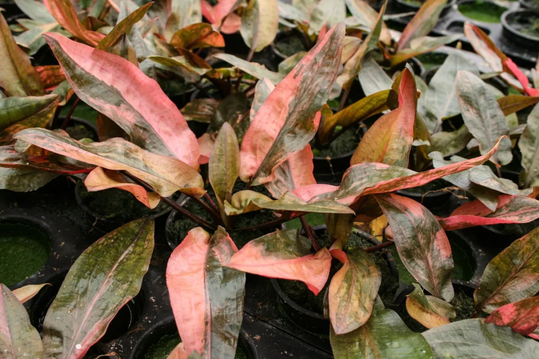 Cryptocoryne wendtii 'Florida Sunset'