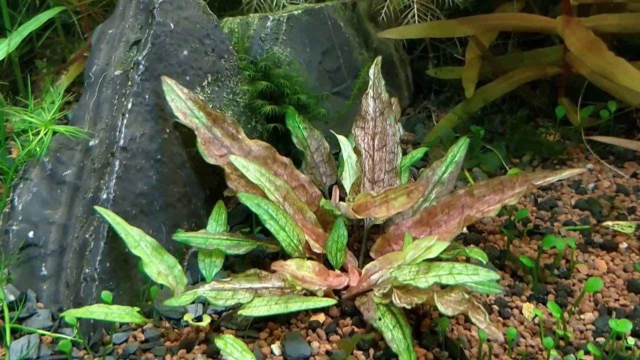Cryptocoryne wendtii 'Green Gecko'