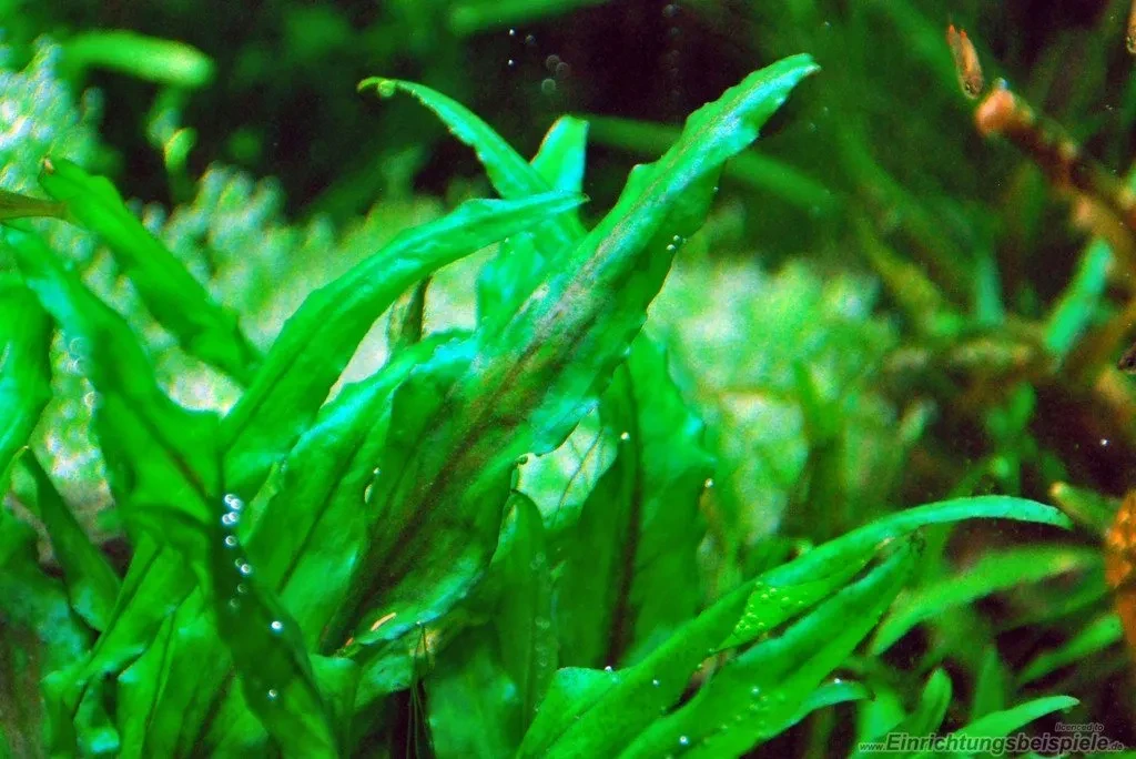 Cryptocoryne wendtii ''grün''