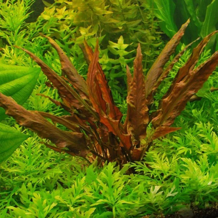 Cryptocoryne wendtii 'Mi Oya'
