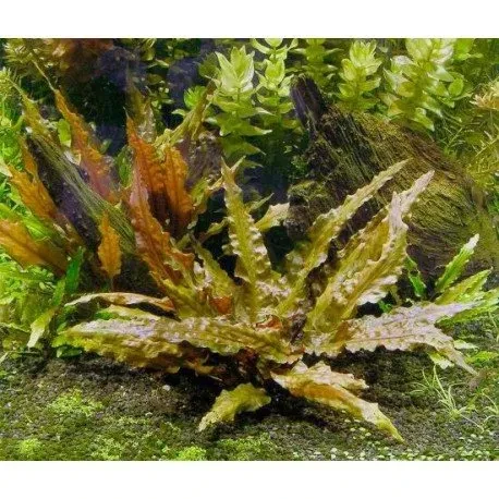Cryptocoryne wendtii 'Tropica'