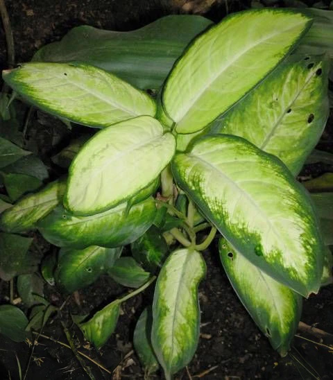 Dieffenbachia spp.