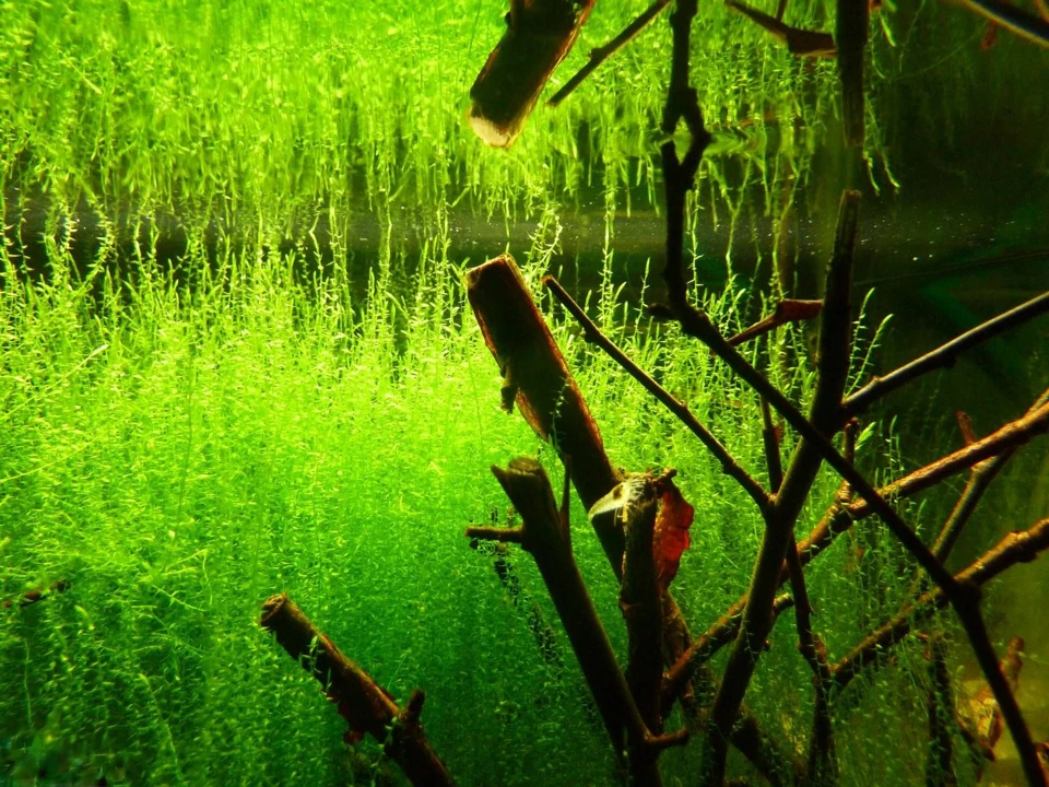 Drepanocladus aduncus