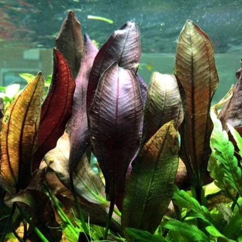 Echinodorus 'Aflame'