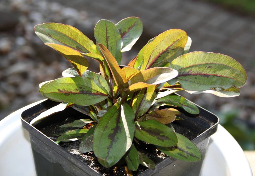 Echinodorus 'Altlandsberg'