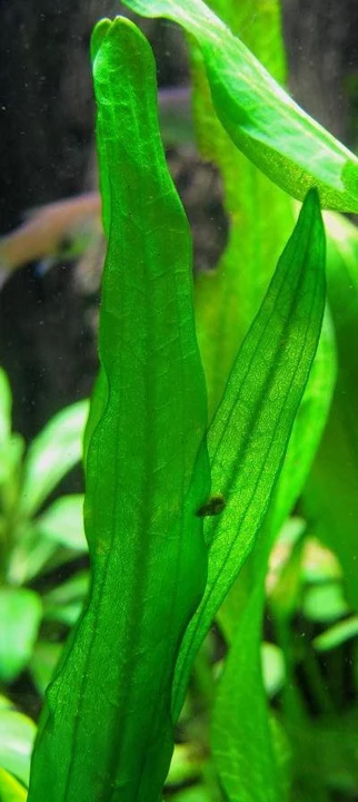 Echinodorus berteroi