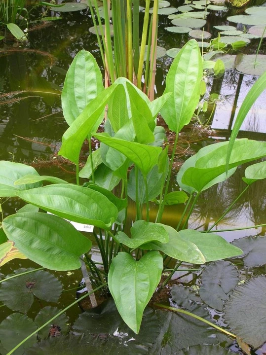 Echinodorus cordifolius ''ovalis''