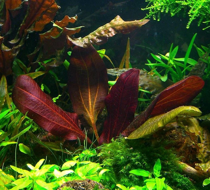 Echinodorus 'Dark Beauty'