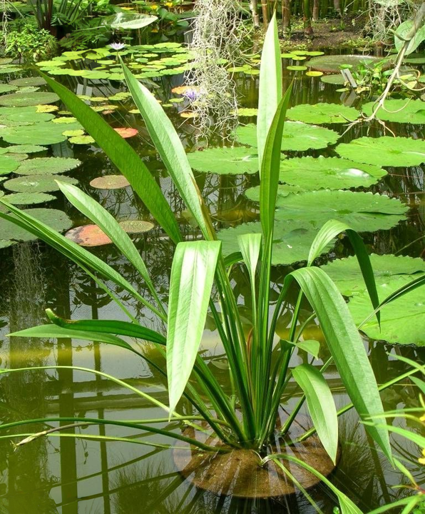 Echinodorus decumbens