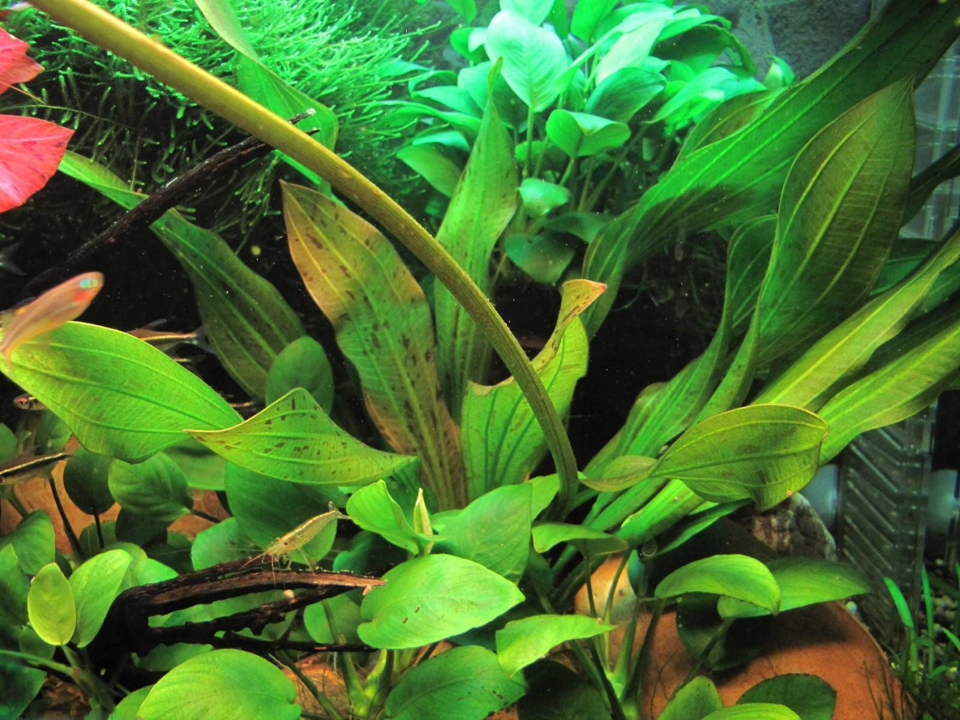 Echinodorus 'Dschungelstar' Nr. 3