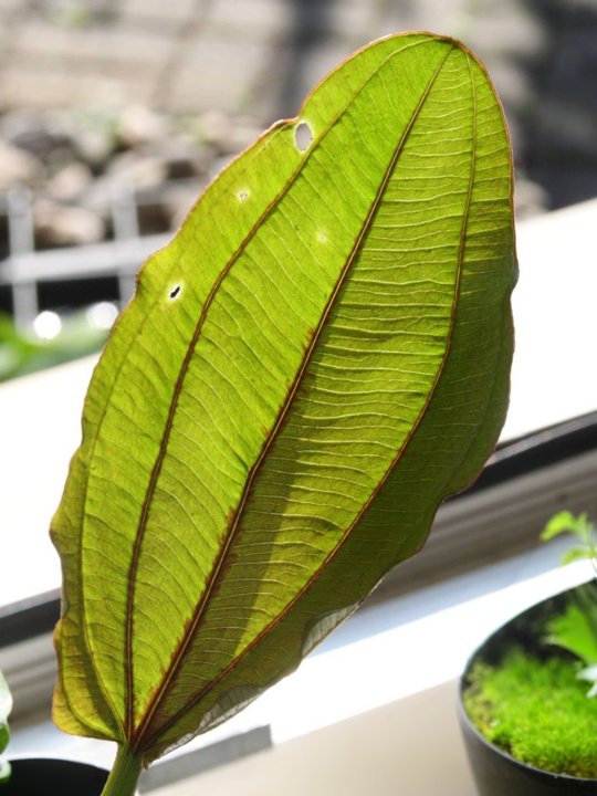 Echinodorus 'Europa'