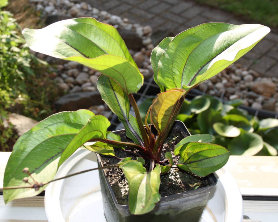 Echinodorus 'Frans Stoffels'