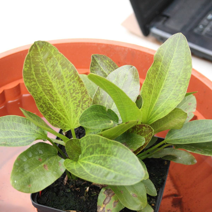 Echinodorus 'Green Flame'