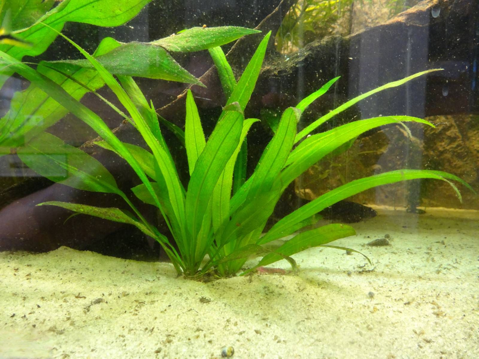 Echinodorus grisebachii 'Amazonicus'