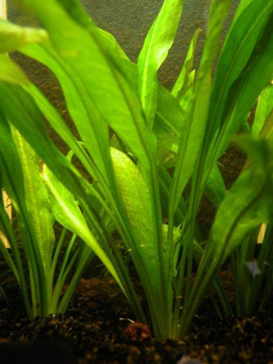 Echinodorus grisebachii 'Bleherae'