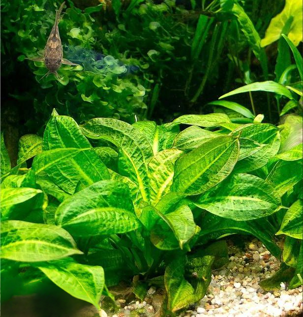 Echinodorus grisebachii 'Tropica'