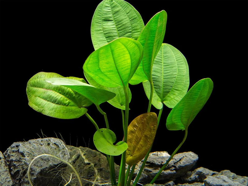 Echinodorus 'Harbich'