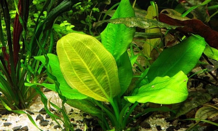 Echinodorus 'Harbich'
