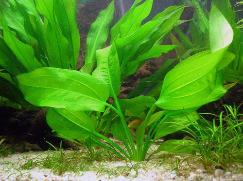 Echinodorus horizontalis