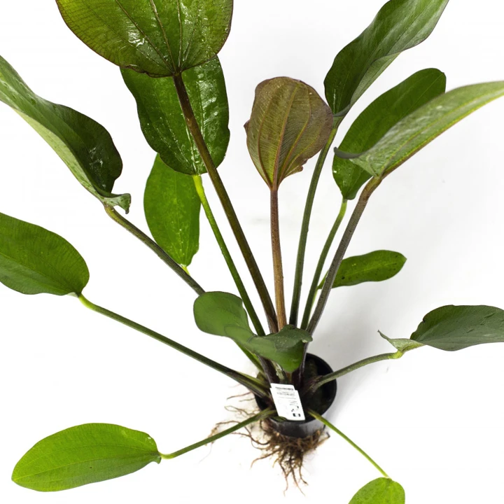 Echinodorus 'Hot Pepper'